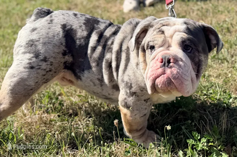 Stitch  – English Bulldog puppy for sale in Essex, MA