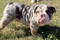 Stitch , a male English Bulldog for sale in Essex, MA – 1 of 8