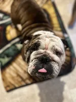 moose, a female English Bulldog for sale in Essex, MA – 4 of 4