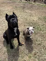 Bane, a male Cane Corso for sale in Essex, MA – 7 of 8
