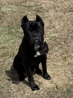 Bane, a male Cane Corso for sale in Essex, MA – 4 of 8