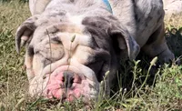 Stitch , a male English Bulldog for sale in Essex, MA – 4 of 8