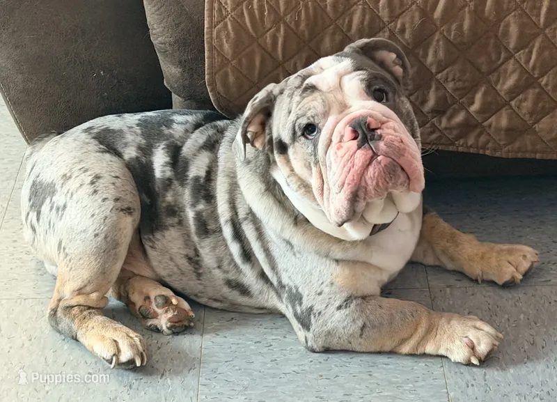Stitch – English Bulldog puppy for sale in Essex, MA