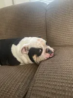 Chalupa , a male English Bulldog for sale in Essex, MA – 7 of 10