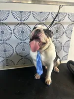 Chalupa , a male English Bulldog for sale in Essex, MA – 4 of 10