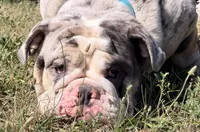 Stitch , a male English Bulldog for sale in Essex, MA – 6 of 8