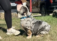 Stitch , a male English Bulldog for sale in Essex, MA – 3 of 8