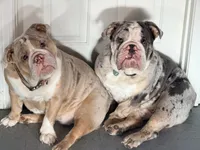 Stitch, a male English Bulldog for sale in Essex, MA – 4 of 7