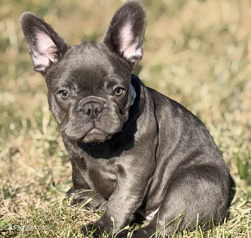 Blueberry  – French Bulldog puppy for sale in Essex, MA