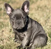 Blueberry , a female French Bulldog for sale in Essex, MA – 1 of 5