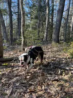 Chalupa , a male English Bulldog for sale in Essex, MA – 10 of 10