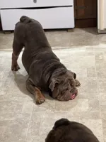 chulo, a male English Bulldog for sale in Essex, MA – 2 of 3
