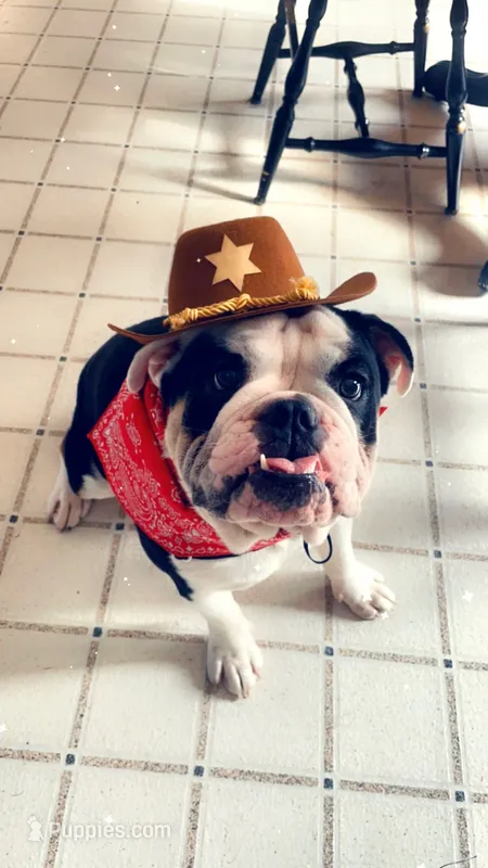 Chalupa  – English Bulldog puppy for sale in Essex, MA