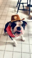 Chalupa , a male English Bulldog for sale in Essex, MA – 1 of 10
