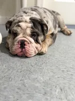 Stitch, a male English Bulldog for sale in Essex, MA – 5 of 7