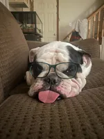 Chalupa , a male English Bulldog for sale in Essex, MA – 3 of 10