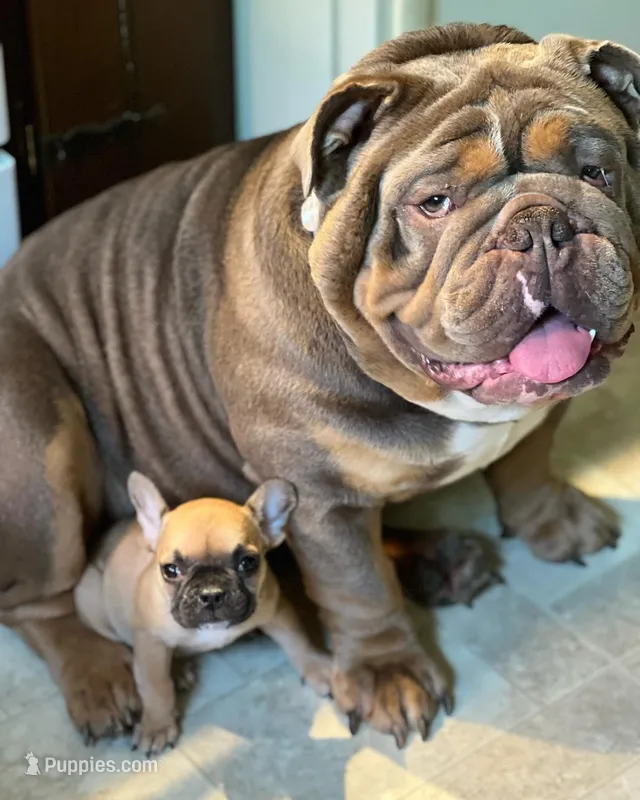 chulo – English Bulldog puppy for sale in Essex, MA