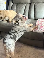 Stitch, a male English Bulldog for sale in Essex, MA – 3 of 7