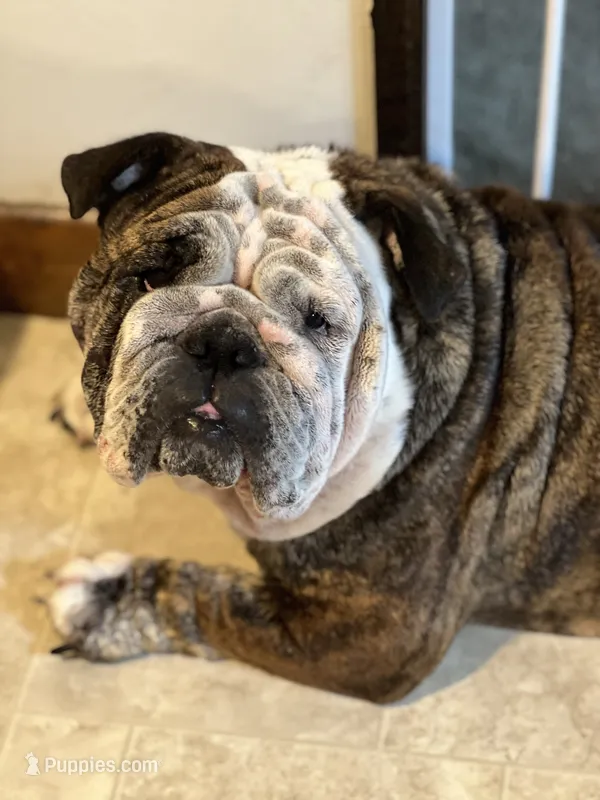 moose – English Bulldog puppy for sale in Essex, MA