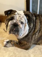 moose, a female English Bulldog for sale in Essex, MA – 1 of 4