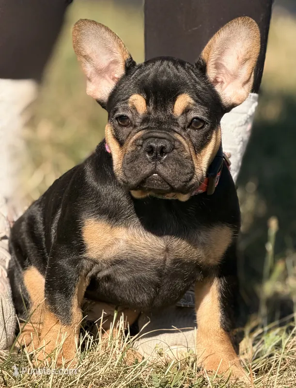 Dora the explorer  – French Bulldog puppy for sale in Essex, MA
