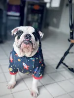 Chalupa , a male English Bulldog for sale in Essex, MA – 6 of 10