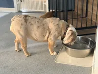 Guava, a female English Bulldog for sale in Essex, MA – 5 of 8