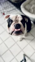 Chalupa , a male English Bulldog for sale in Essex, MA – 9 of 10
