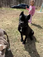 Bane, a male Cane Corso for sale in Essex, MA – 6 of 8
