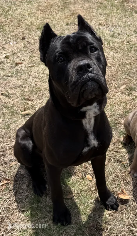 Bane – Cane Corso puppy for sale in Essex, MA