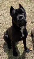 Bane, a male Cane Corso for sale in Essex, MA – 1 of 8