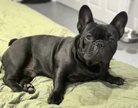 Blueberry , a female French Bulldog for sale in Essex, MA – 4 of 5