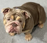 Stitch , a male English Bulldog for sale in Essex, MA – 8 of 8