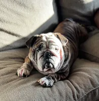 moose, a female English Bulldog for sale in Essex, MA – 3 of 4