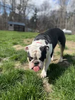 Chalupa , a male English Bulldog for sale in Essex, MA – 5 of 10