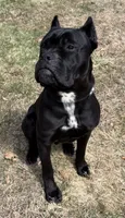 Bane, a male Cane Corso for sale in Essex, MA – 5 of 8