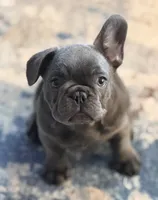 Blueberry , a female French Bulldog for sale in Essex, MA – 3 of 5