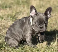 Blueberry , a female French Bulldog for sale in Essex, MA – 2 of 5