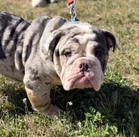 Stitch , a male English Bulldog for sale in Essex, MA – 2 of 8