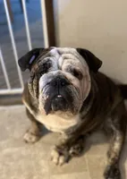 moose, a female English Bulldog for sale in Essex, MA – 2 of 4