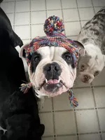 Chalupa , a male English Bulldog for sale in Essex, MA – 2 of 10