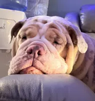 Guava, a female English Bulldog for sale in Essex, MA – 3 of 8
