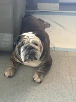Moose, a female English Bulldog for sale in Essex, MA – 2 of 3