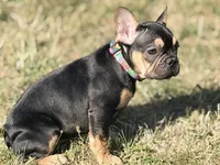 Dora the explorer , a female French Bulldog for sale in Essex, MA – 3 of 5