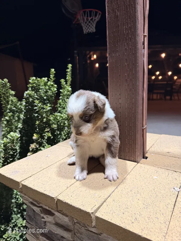 Ace – Australian Shepherd puppy for sale in Stockton, CA