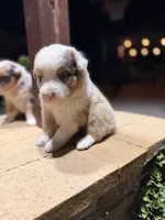 Zuma, a female Australian Shepherd for sale in Stockton, CA – 1 of 2