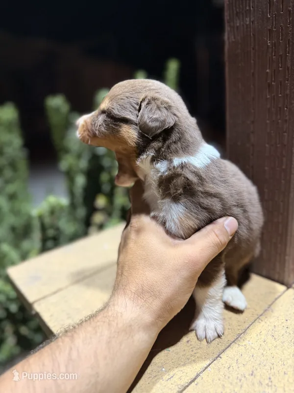 Chico – Australian Shepherd puppy for sale in Stockton, CA