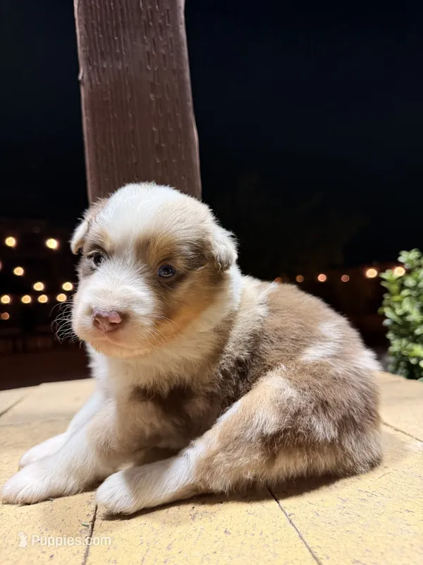 Sky – Australian Shepherd puppy for sale in Stockton, CA