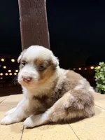 Sky, a female Australian Shepherd for sale in Stockton, CA – 1 of 2