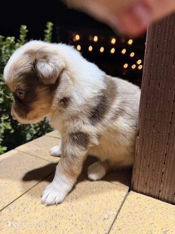 Chica – Australian Shepherd puppy for sale in Stockton, CA